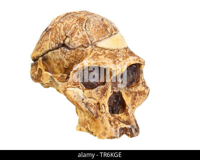 Onorevole ple (Australopithecus africanus), replica del cranio di Australopithecus africanus (Mrs PLE) Foto Stock