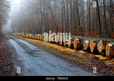 Rovere (Quercus spec.), tronchi di quercia su una banchina, Germania, Hesse, Krofdorfer Forst Foto Stock