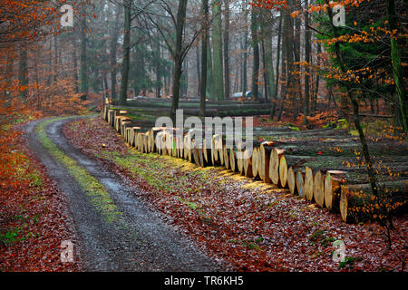 Rovere (Quercus spec.), tronchi di quercia su una banchina, Germania, Hesse, Krofdorfer Forst Foto Stock