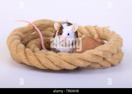 Fancy mouse (Mus musculus), due topi di fantasia con corda, Germania Foto Stock