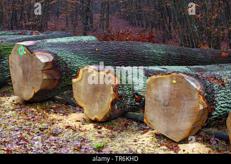 Rovere (Quercus spec.), tronchi di quercia su una banchina, Germania, Hesse, Krofdorfer Forst Foto Stock