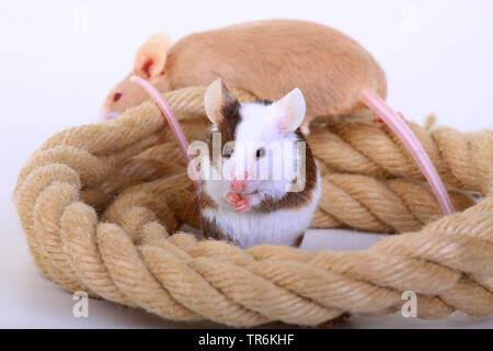 Fancy mouse (Mus musculus), due topi di fantasia con corda, Germania Foto Stock