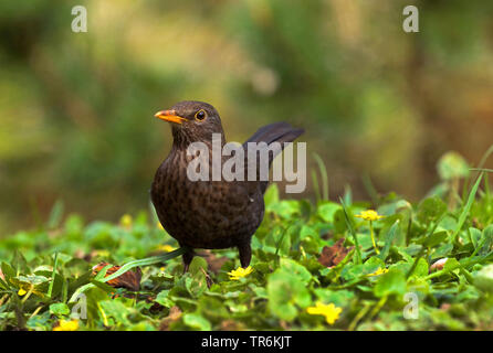 Merlo (Turdus merula), Femmina alla ricerca di cibo tra fig-burro di radice-cup, in Germania, in Renania settentrionale-Vestfalia Foto Stock