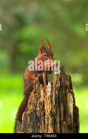 Unione scoiattolo rosso, Eurasian red scoiattolo (Sciurus vulgaris), seduti su un ceppo di albero alimentazione su un noce, in Germania, in Renania settentrionale-Vestfalia Foto Stock
