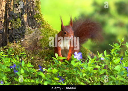 Unione scoiattolo rosso, Eurasian red scoiattolo (Sciurus vulgaris), seduta in corrispondenza di un bordo della foresta tra pervinca, in Germania, in Renania settentrionale-Vestfalia Foto Stock