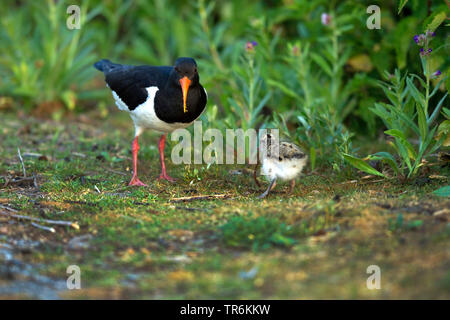 Paleartica (oystercatcher Haematopus ostralegus), Adulto e chick con la vite senza fine, Germania, Bassa Sassonia, Norderney Foto Stock