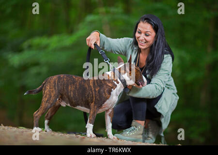 Bull Terrier (Canis lupus f. familiaris), donna mettendo il suo cane al guinzaglio, Germania Foto Stock