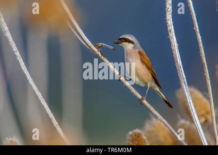 Red-backed shrike (Lanius collurio), alimentazione maschio su un spiked dragonfly, in Germania, in Baviera, Niederbayern, Bassa Baviera Foto Stock