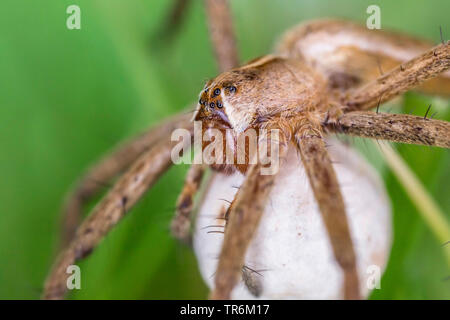 Vivaio spider web, fantastica pesca spider (Pisaura mirabilis), femmina che trasportano il bozzolo, in Germania, in Baviera, Niederbayern, Bassa Baviera Foto Stock