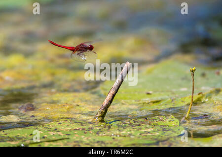 Ampia Scarlet, comune Scarlet-darter, Scarlet Darter, Scarlet Dragonfly (Crocothemis erythraea, Croccothemis erythraea), maschio di approccio su un belvedere in acqua, in Germania, in Baviera, Niederbayern, Bassa Baviera Foto Stock