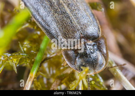 Piccolo coleottero fulmini (Lamprohiza splendidula, Phausis splendidula), seduto su un moospad, vista posteriore con piastra di testa, in Germania, in Baviera, Niederbayern, Bassa Baviera Foto Stock