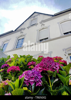 Giardino hydrangea, cappuccio in pizzo ortensia (Hydrangea macrophylla), in fiore nel giardino di una villa, Germania Foto Stock