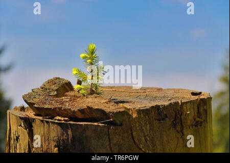 Abete (Picea abies), la piantina su un ceppo di albero, in Germania, in Renania settentrionale-Vestfalia Foto Stock