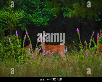 Daini (Dama Dama, Cervus dama), brocket in piedi su una radura, Germania, Sassonia Foto Stock