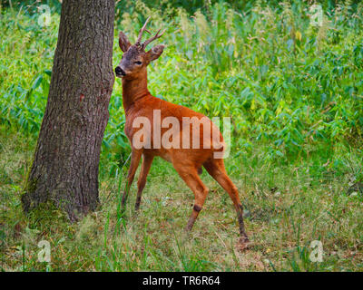 Il capriolo (Capreolus capreolus), il capriolo in corrispondenza di un albero in estate, Germania, Sassonia Foto Stock