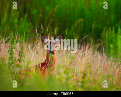 Il capriolo (Capreolus capreolus), il capriolo guardando fuori l'erba alta, Germania, Sassonia Foto Stock