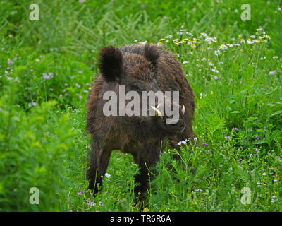 Il cinghiale, maiale, il cinghiale (Sus scrofa), royal tusker in piedi in un prato estivo, GERMANIA Baden-Wuerttemberg Foto Stock