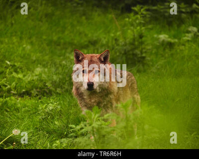 Unione lupo (Canis lupus lupus), maschio lupo in una foresta prato in primavera, in Germania, in Sassonia Foto Stock