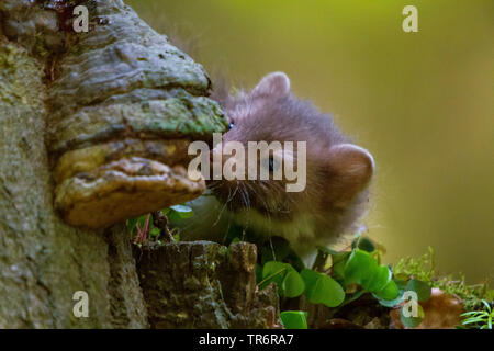 Faina, faina, petto bianco martora (Martes foina), giovane animale il peering dietro un vecchio albero, Repubblica Ceca, Hlinsko Foto Stock