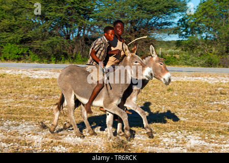 Asino domestico (Equus asinus asinus), due boy a cavallo di asini, Namibia, Rundu Foto Stock