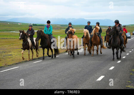 Islandese cavallo, cavallo islandese, Islanda pony (Equus przewalskii f. caballus), equitazione con pony Isola, Islanda Foto Stock