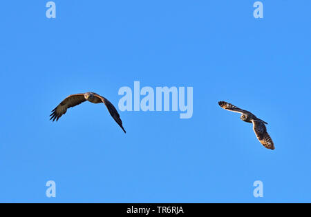 Corto-eared gufo comune (asio flammeus), a caccia di poiana, Regno Unito, Scozia Foto Stock