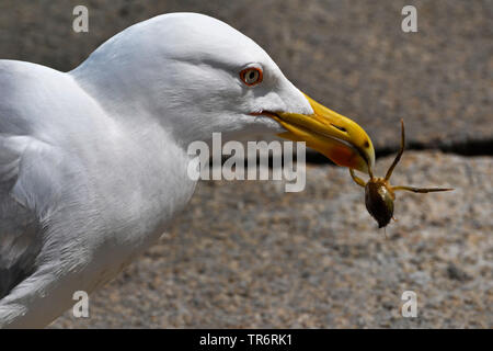 Giallo-zampe (gabbiano Larus michahellis, Larus cachinnans michahellis), con il piccolo granchio, Italia, Venezia Foto Stock