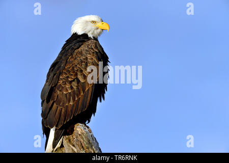 American aquila calva (Haliaeetus leucocephalus), seduto su un moncone, STATI UNITI D'AMERICA, Alaska, Haines Alaska Fiume Chilkoot Foto Stock