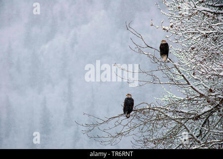 American aquila calva (Haliaeetus leucocephalus), due aquile su un albero in inverno, STATI UNITI D'AMERICA, Alaska, Haines Alaska Fiume Chilkoot Foto Stock