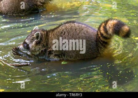 Procione comune (Procione lotor), rovistando in acque poco profonde, Germania Foto Stock