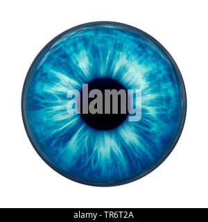 Persone, esseri umani, esseri umani (Homo sapiens sapiens), blue eye ball con tracciato di ritaglio Foto Stock