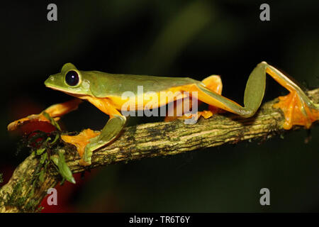 Treefrog deltaplano, parapendio foglia (Rana Agalychnis spurrelli), Costa Rica Foto Stock