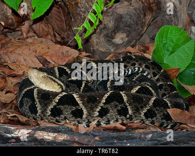 Terciopelo, Fer-de-lancia, Barba amarilla (Bothrops asper, andianus Bothrops asper), Costa Rica Foto Stock