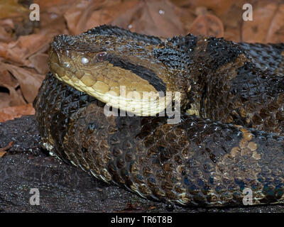 Picado's jumping pitviper (Atropoides picadoi), Costa Rica Foto Stock