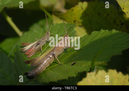 Prato grasshopper (Chorthippus dorsatus), Germania Foto Stock