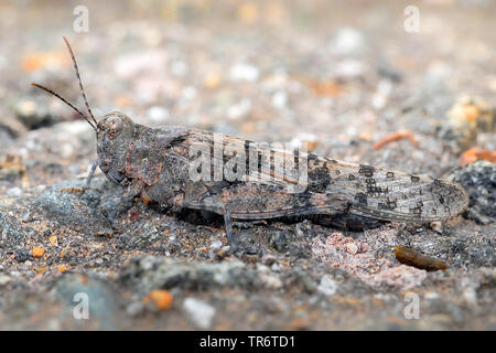 Snello blue winged grasshopper, snello Blu-winged Grasshopper, Blu-winged locust (Sphingonotus caerulans), Paesi Bassi Foto Stock