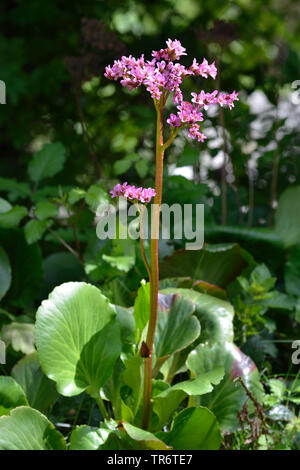 Cuore di foglia (Bergenia Bergenia cordifolia), evergreen perenne con fiori di colore rosa, in Germania, in Renania settentrionale-Vestfalia Foto Stock