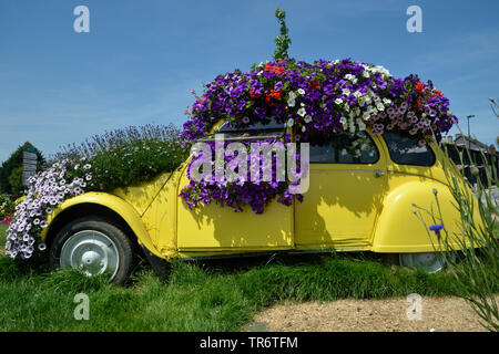 Giardino (petunia Petunia hybrida x, Petunia-Hybride), auto ricoperta con fioritura nelle petunie, Francia Foto Stock