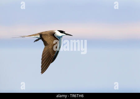 Imbrigliati Tern (sterna anaethetus, Onychoprion anaethetus), Egitto, Wadi Lahami Foto Stock