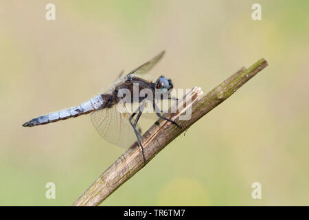 Scarsa chaser dragonfly, scarse libellula, Blu Chaser (Libellula fulva), Paesi Bassi Foto Stock