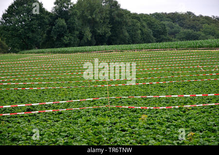 Fragola (Fragaria spec.), campo di fragole con nastri di barriera, in Germania, in Renania settentrionale-Vestfalia, la zona della Ruhr, Herne Foto Stock