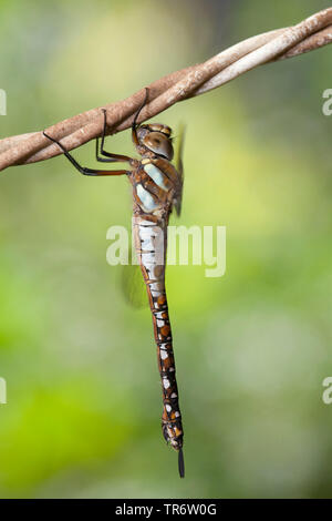 Scarsa aeshna, migrante hawker (Aeshna mixta), femmina, Paesi Bassi Foto Stock