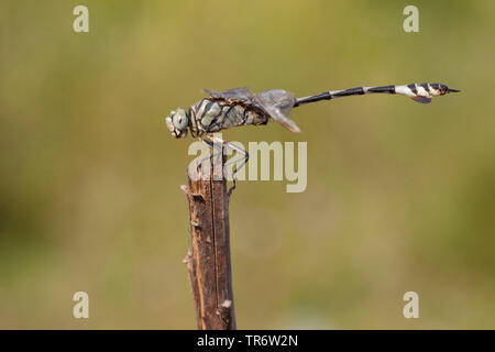 Bladetail (Lindenia tetraphylla), maschio, Turchia, Mugla Foto Stock