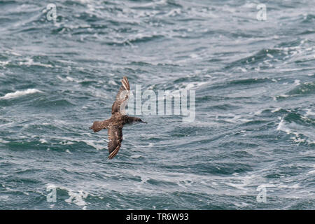 Yelkouan shearwater (Puffinus yelkouan) volando sul Bosforo, Turchia, Istanbul Foto Stock