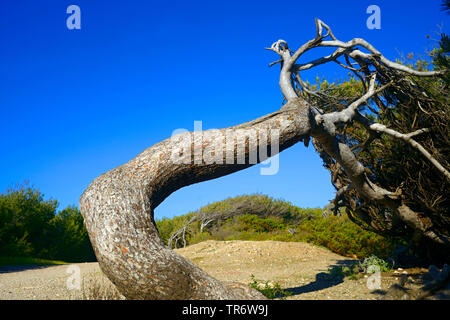 Pino (Pinus spec.), pino contorto, Francia, Embiez Foto Stock