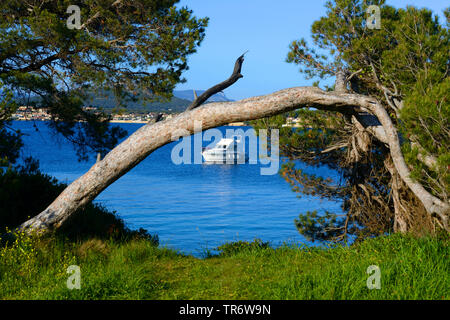 Pino (Pinus spec.), pino contorto vicino alla costa, Francia, Embiez Foto Stock