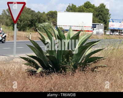 Agave, secolo impianto (Agave americana), in corrispondenza di un lato strada, Isole Baleari Spagna, Maiorca Foto Stock