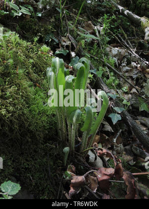 Hart la linguetta, Europeo harts-lingua (felci Asplenium scolopendrium, Phyllitis scolopendrium), con fronde di giovani, in Germania, in Renania settentrionale-Vestfalia Foto Stock