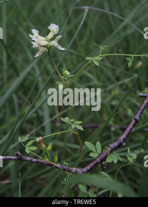 Arrampicata (corydalis claviculata Ceratocapnos, Corydalis claviculata), fioritura, in Germania, in Renania settentrionale-Vestfalia Foto Stock