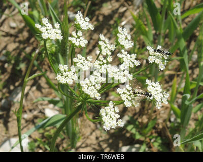 Grande (pignut Bunium bulbocastanum, Bunium bulbocastaneum), con impollinatori, in Germania, in Renania settentrionale-Vestfalia Foto Stock